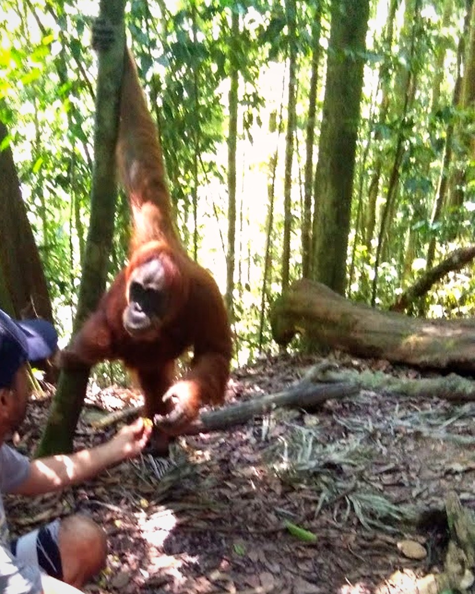 Dokumentasi lapangan orangutan Bukit Lawang